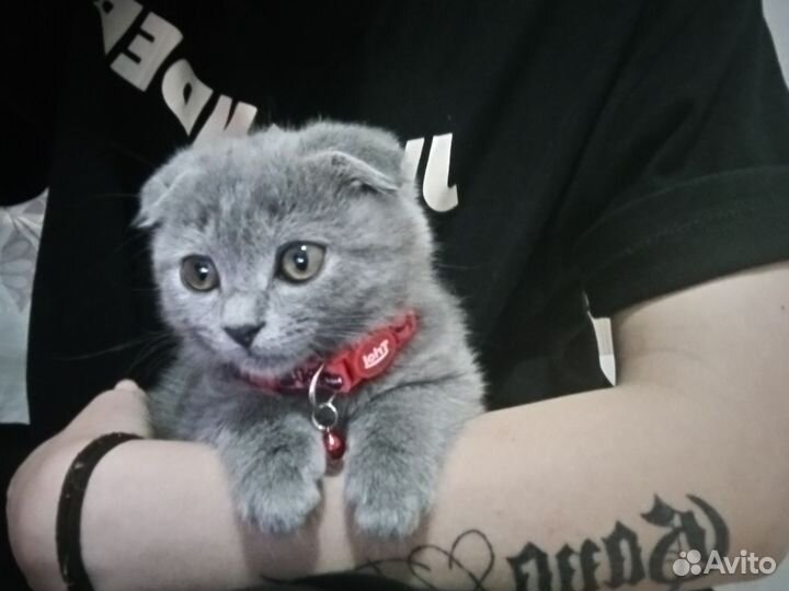 Кошки вислоухие