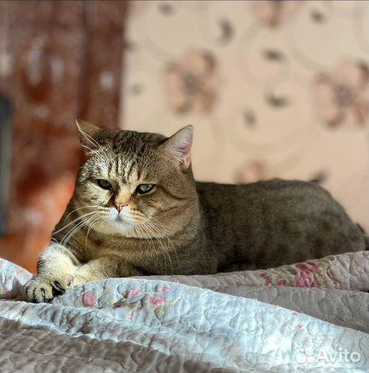 Шотландский кот вязка