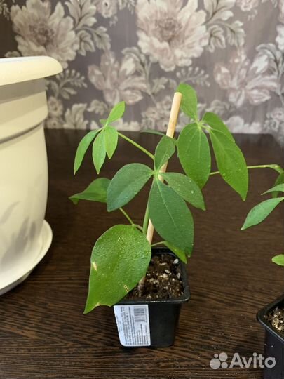 Комнатные цветы шефлера