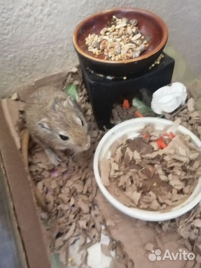 Мышь песчанка мальчик и девочка отдаю вместе