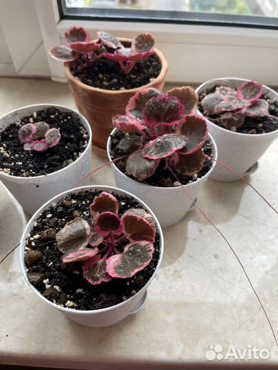 Камнеломка трехцветная