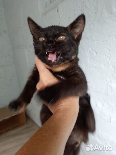 Котенок Пеструшка