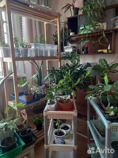 Разные цветы комнатные