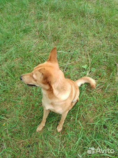 Собаки бесплатно