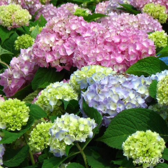 Гортензия крупнолистная