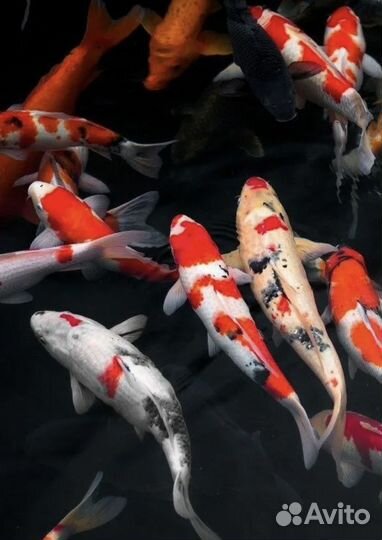 Живая рыба для пруда