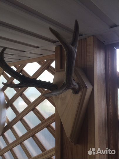 Рога косули