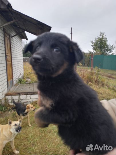 Щенки дворняжка бесплатно в добрые руки