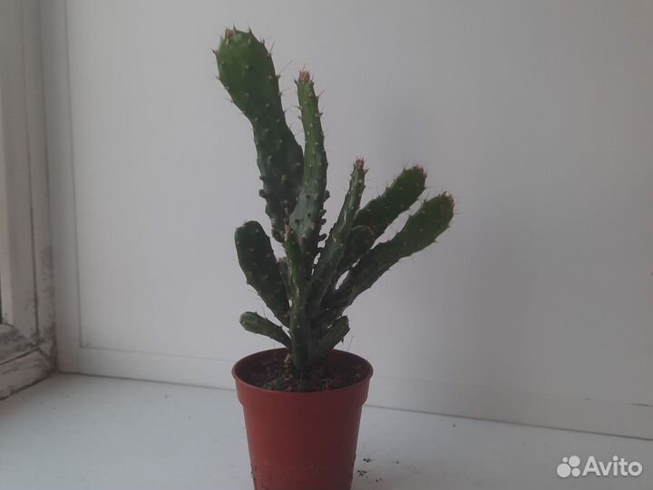 Кактус опунция в горшке