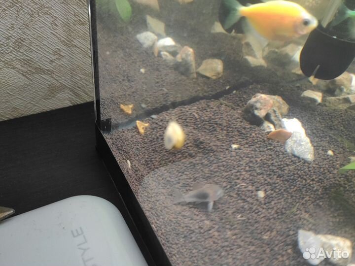 Улитки ампуляриив дар