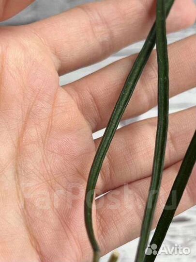 Хойя Акута,Виберджи,Кринкл 8