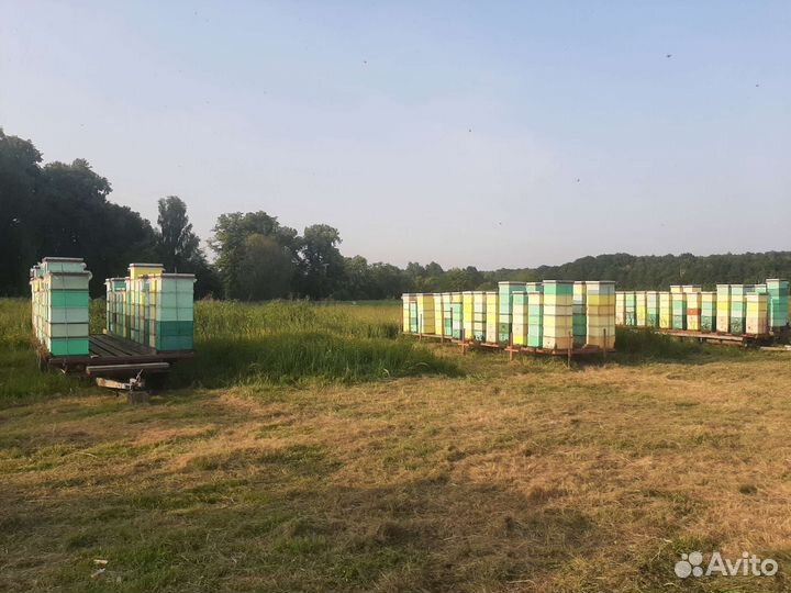 Матки плодные ф1 карника материал Кирхайн