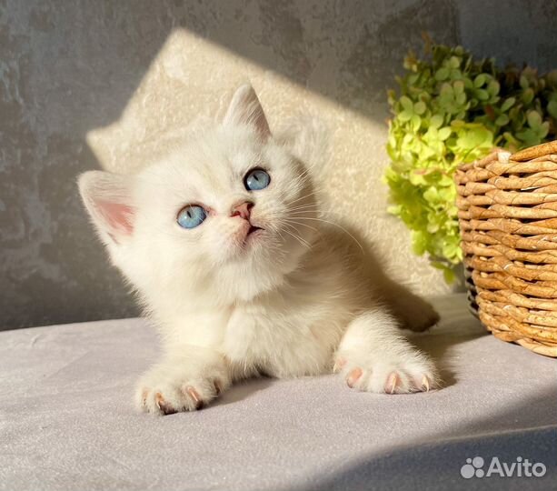 Британский мальчик