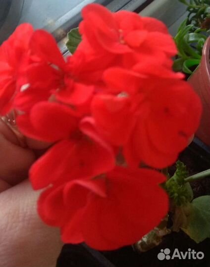 Толстянка, кактусы, эустома