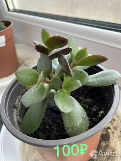 Крассула толстянка