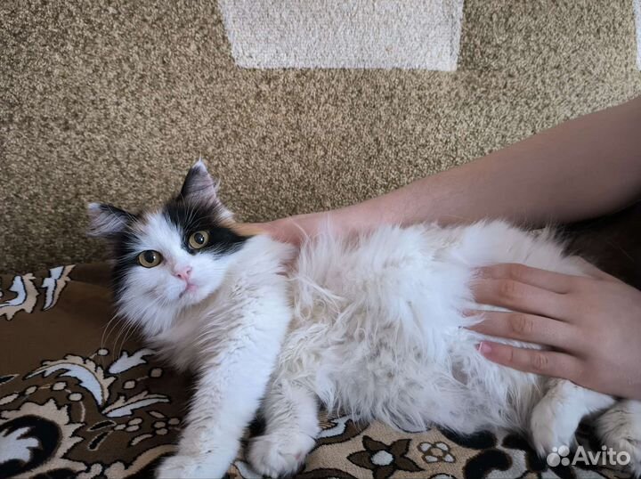 Розочка ищет дом