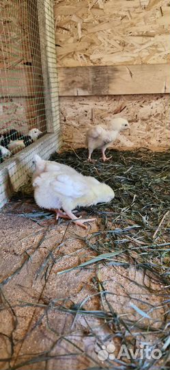 Куры бройлеры