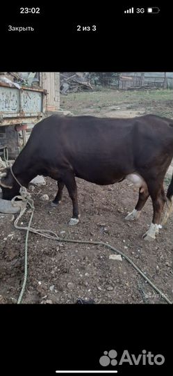 Корова дойная