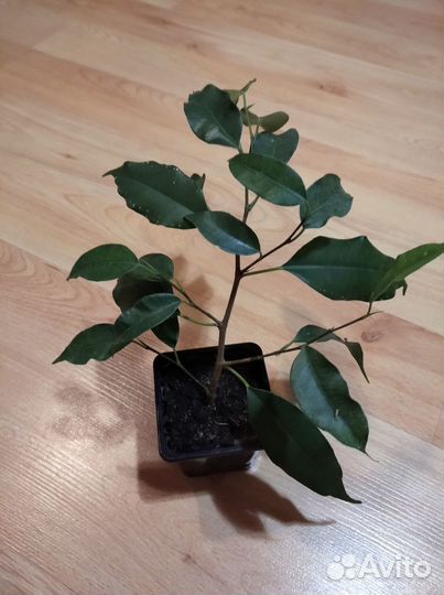 Комнатные растения