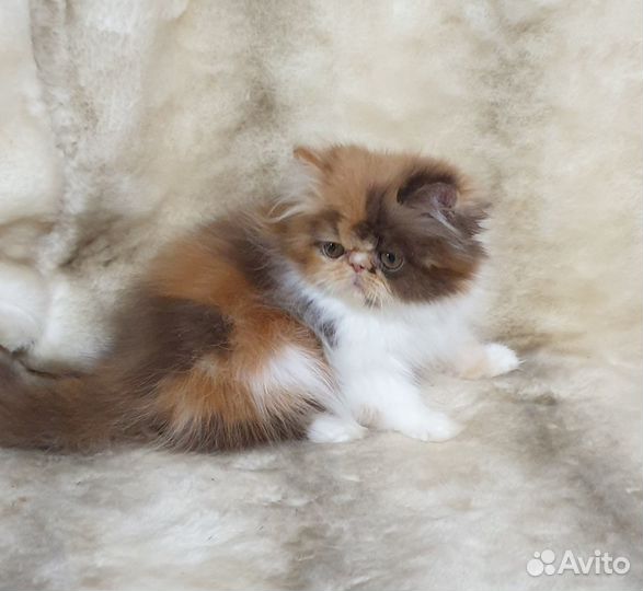 Персидский котёнок(продан)