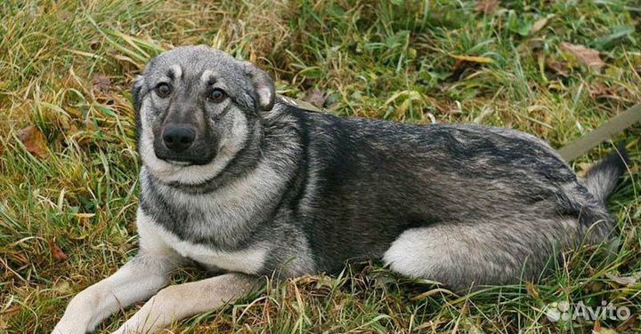 Собака ищет дом