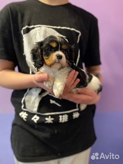 Девочка - припевочка