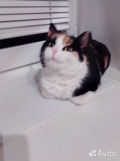 Отдам бесплатно