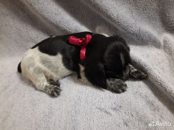 Русский спаниель