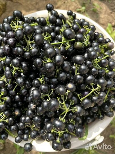 Паслен черный