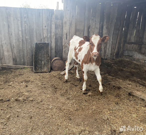 Телёнок (тёлка)