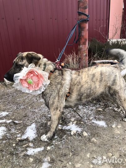 Отдам собаку с красивым окрасом