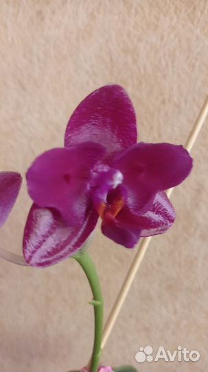 Орхидея Mituо King es