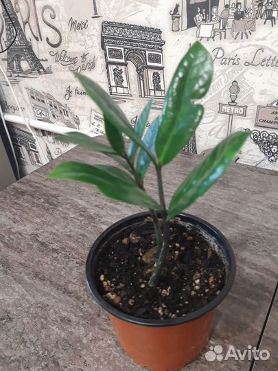 Замиокулькас