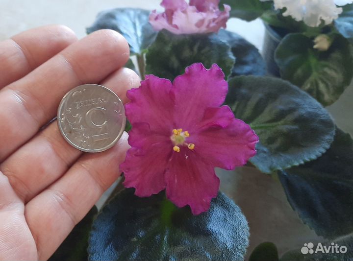 Цветущие фиалки