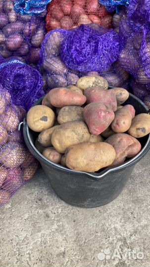 Продам картофель