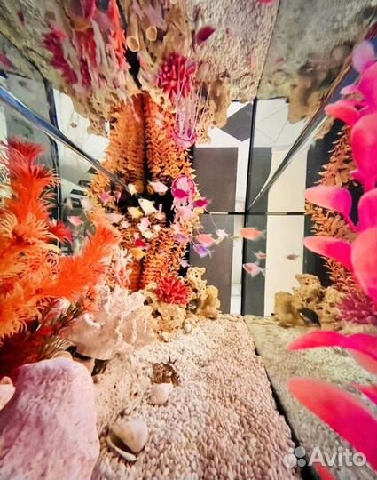 Обслуживание аквариумов