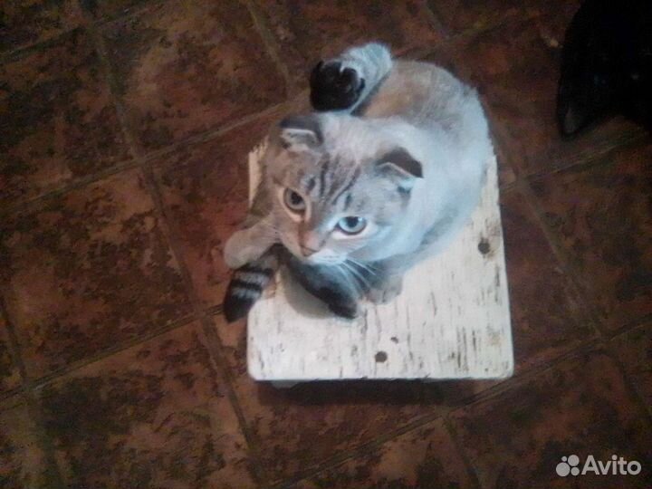 Шотландская прямоухая