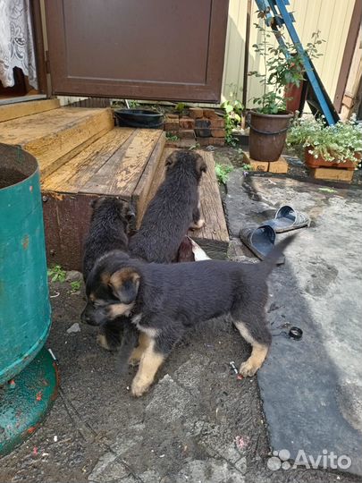Чистокровные щенки немецкой овчарки