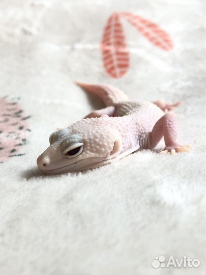 Эублефар super snow diablo