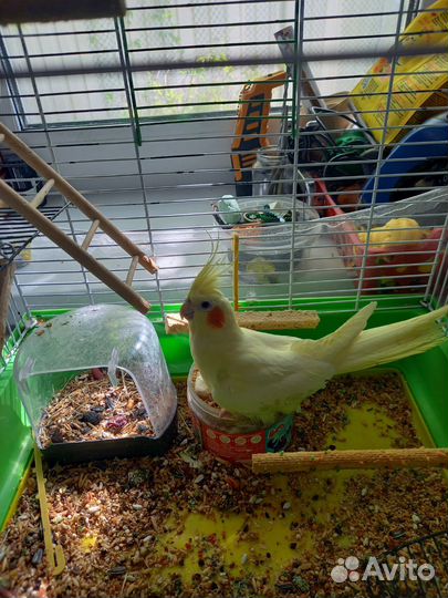 Попугай корелла с клеткой