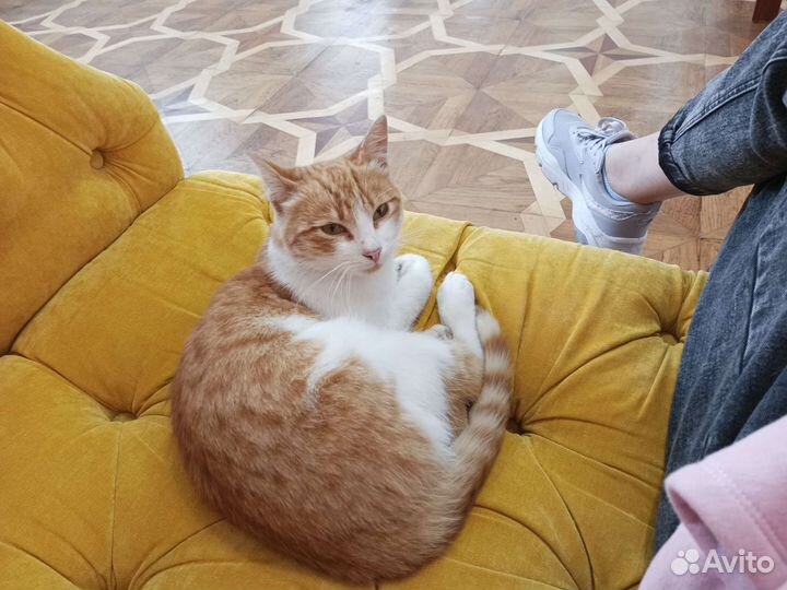 Котик винсент активно ищет дом