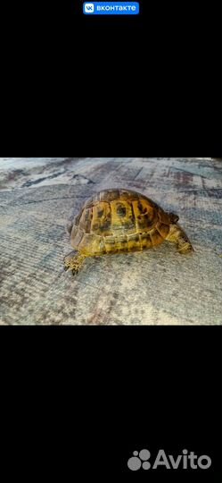 Черепаха
