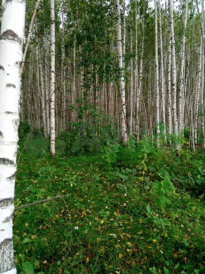 Участок 4,9 га (СНТ, ДНП)