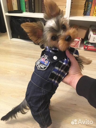 Вещи для щеночка