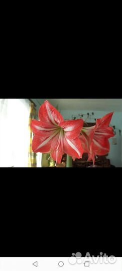 Амариллис +растение