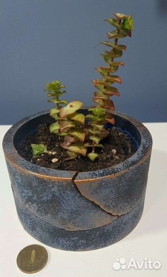 Суккуленты в кашпо ручной работы