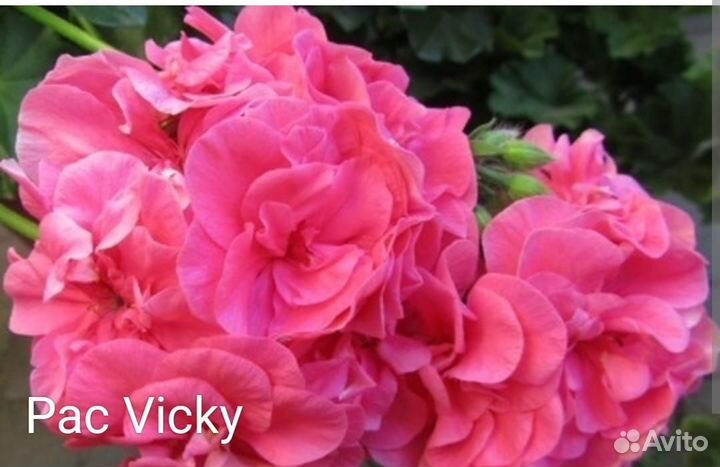 Сортовые пеларгонии более 80 сортов