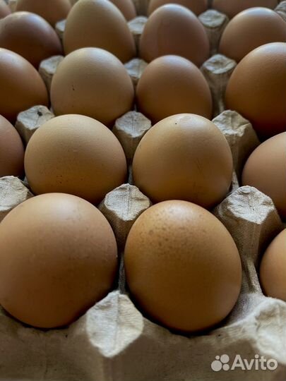 Домашние куриные яйца
