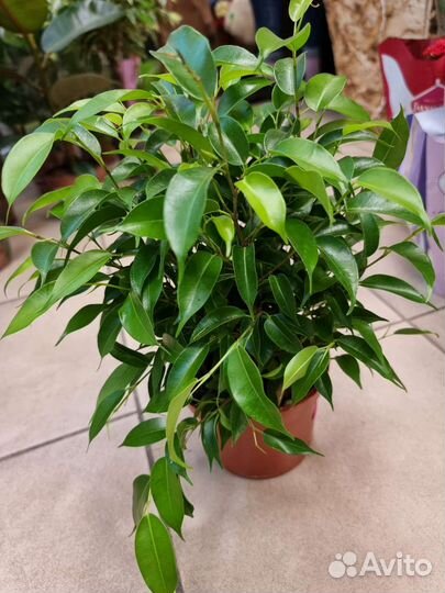 Фикус,комнатные растения, (натасия)