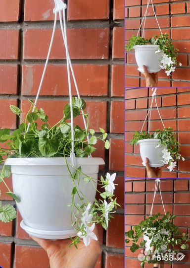 Кампанула невеста